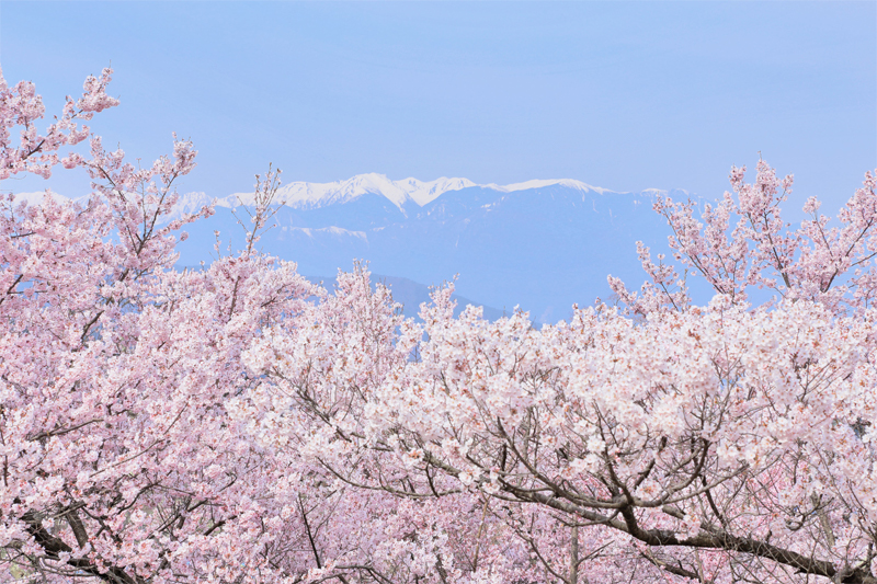 高遠城址公園・桜（長野）