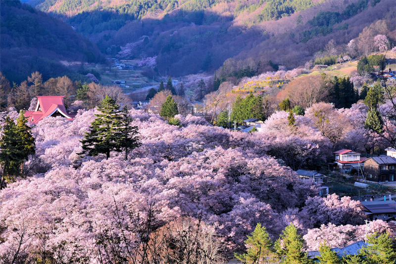 高遠城址公園・桜(長野)
