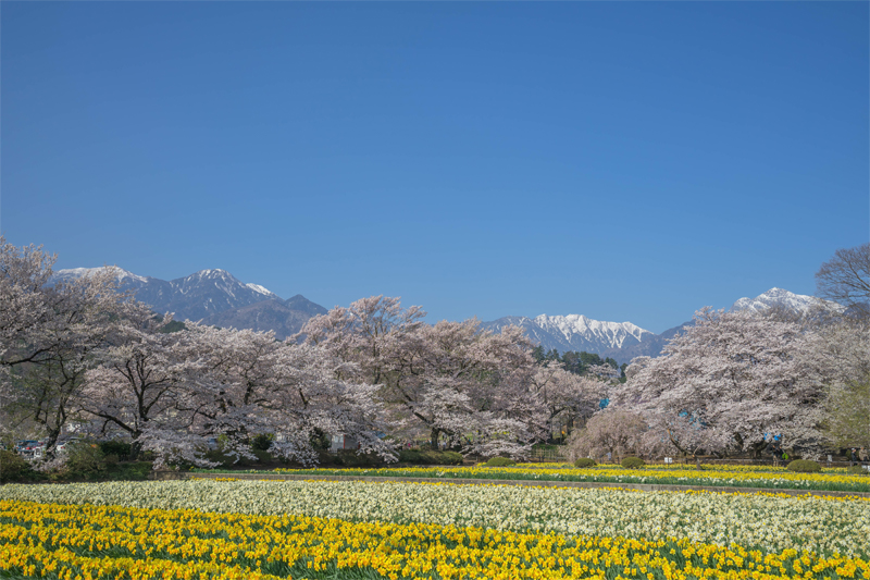 山高神代桜（山梨）