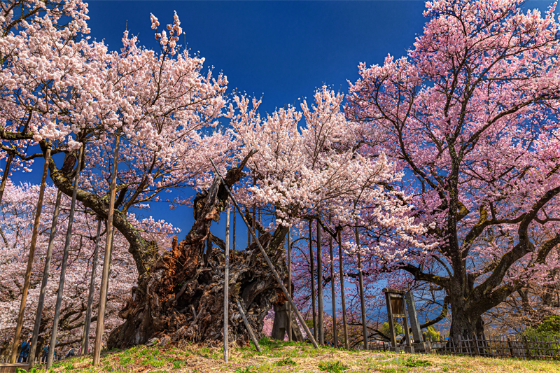 山高神代桜（山梨）