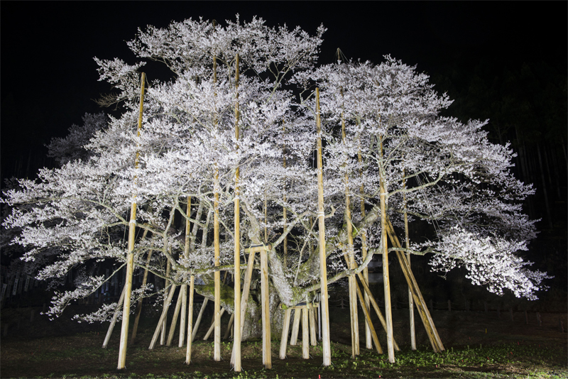 淡墨桜（岐阜）