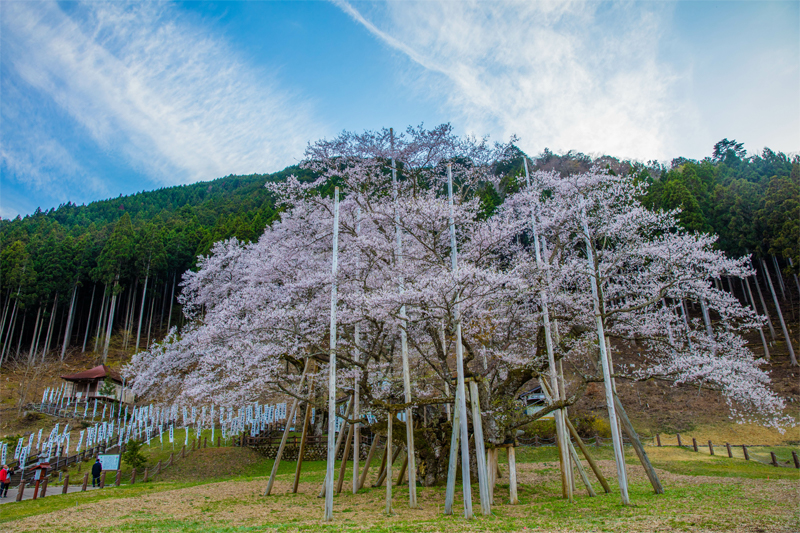 淡墨桜（岐阜）