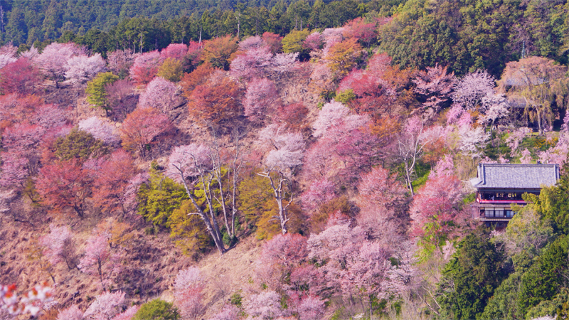 吉野山千本桜（奈良）