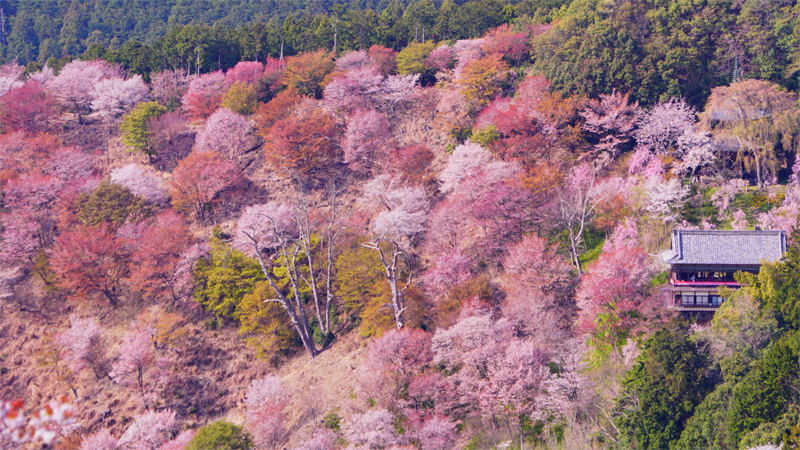 吉野山千本桜(奈良)