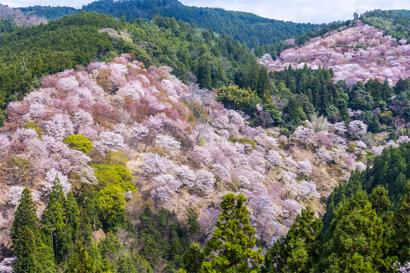吉野山千本桜(奈良)