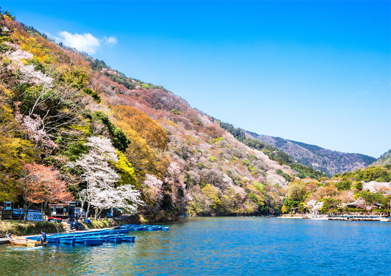 嵐山・桜（京都）
