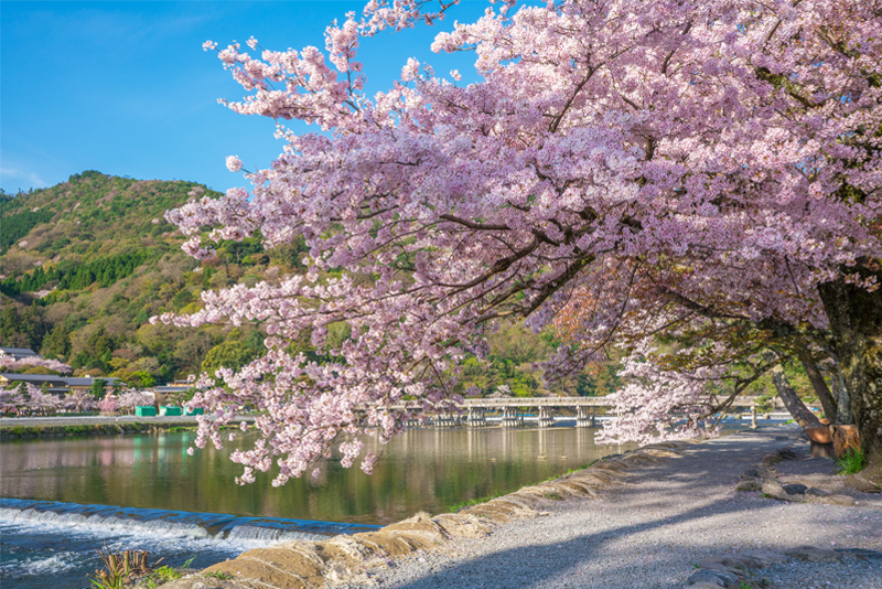 嵐山・桜（京都）