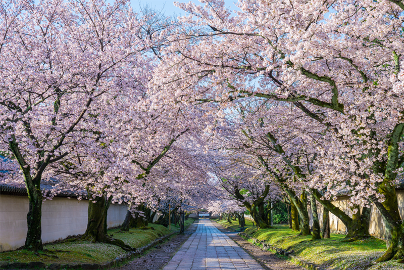 醍醐寺・桜（京都）