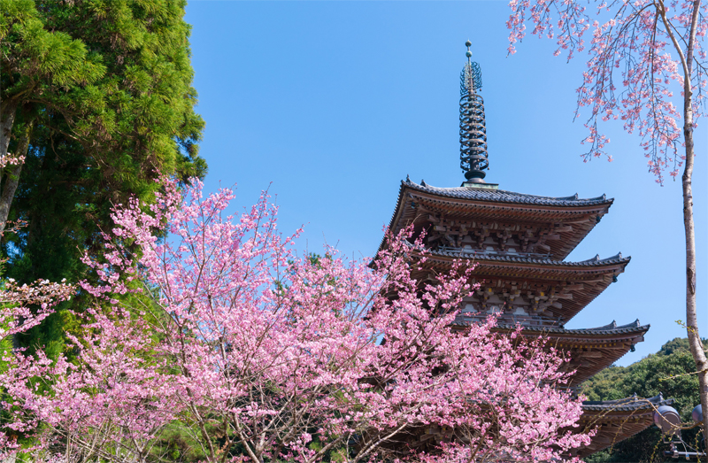 醍醐寺・桜（京都）