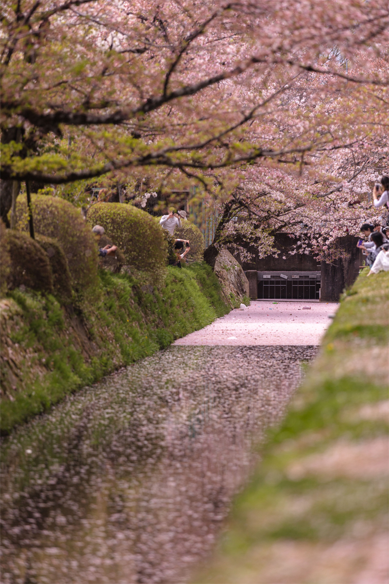 哲学の道・桜（京都）