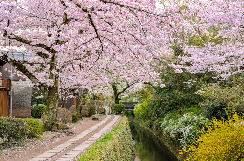 哲学の道・桜（京都）