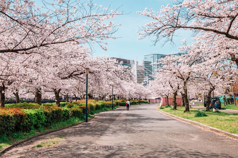 大阪造幣局・桜(大阪)