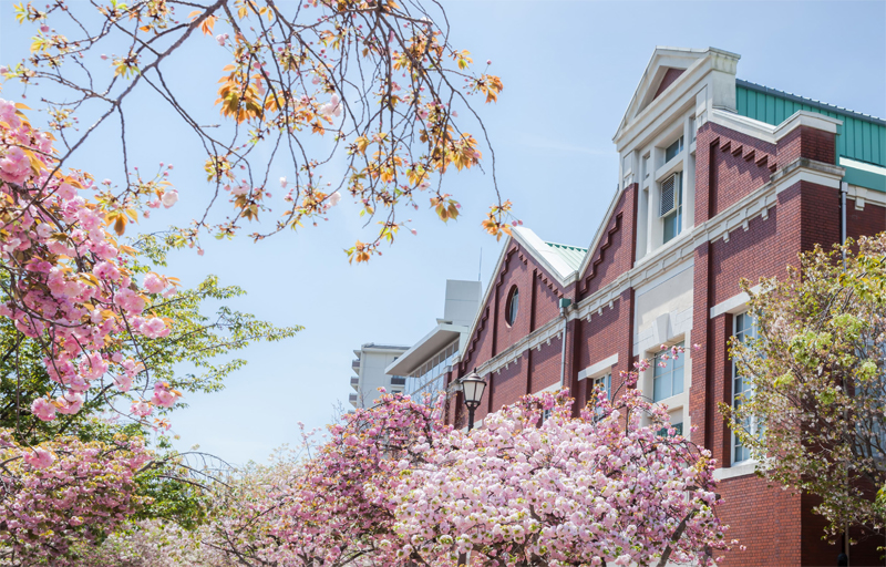 大阪造幣局・桜（大阪）