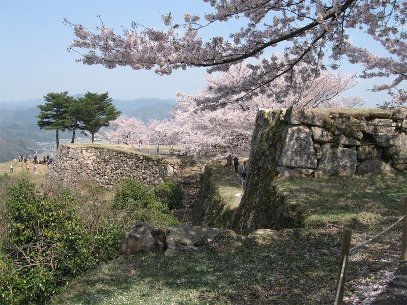 竹田城・桜（兵庫）