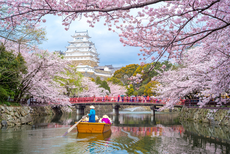 姫路城・桜（兵庫）