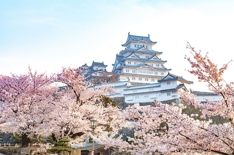 姫路城・桜（兵庫）