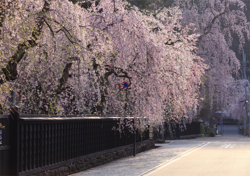 角館・武家屋敷・枝垂れ桜（秋田）