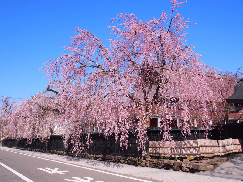 角館・武家屋敷・枝垂れ桜（秋田）