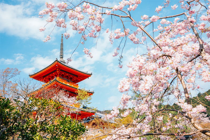 清水寺・桜（京都）