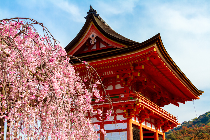 清水寺・桜(京都)