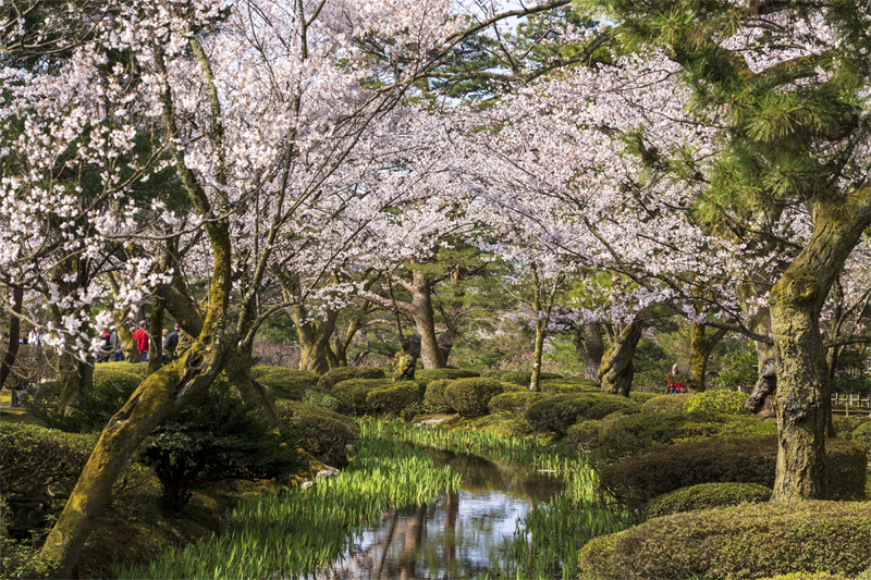 兼六園・桜（石川）