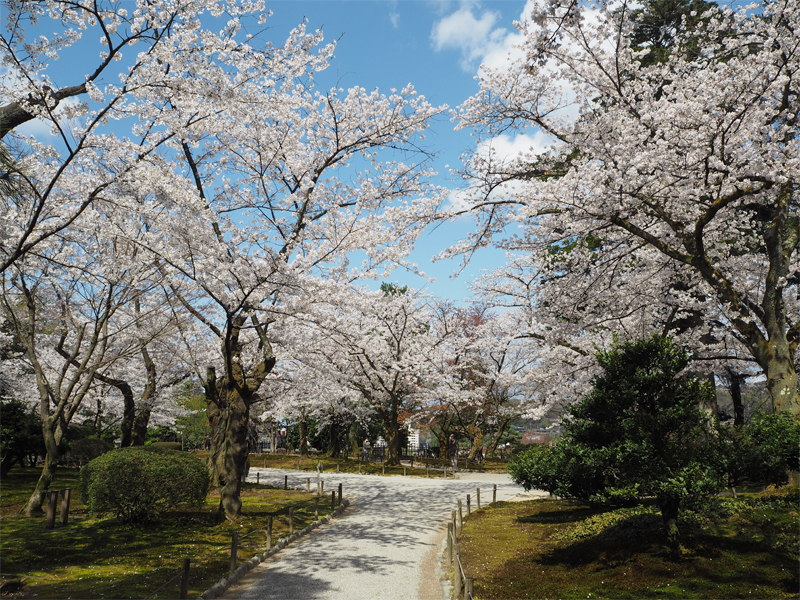 兼六園・桜(石川)