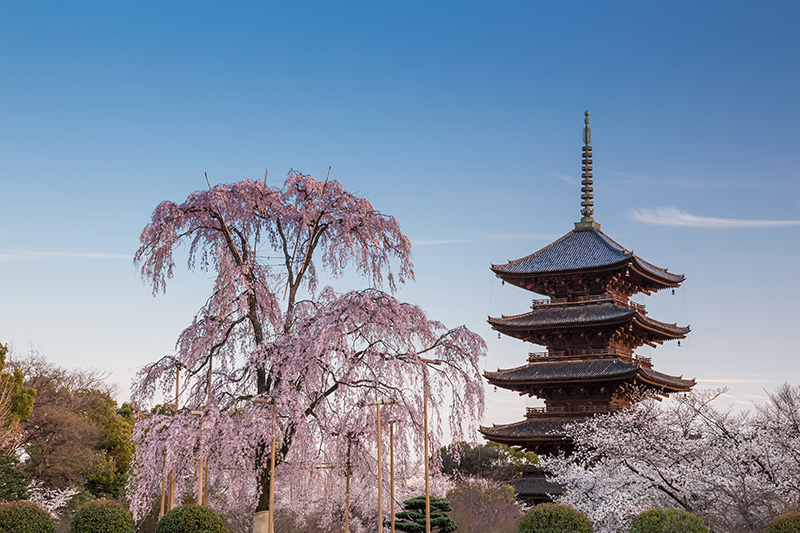 東寺・桜（京都）