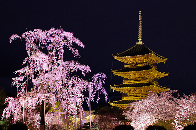 東寺・桜（京都）