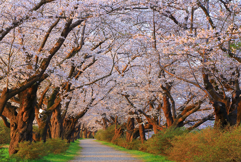 北上展勝地・桜（岩手）