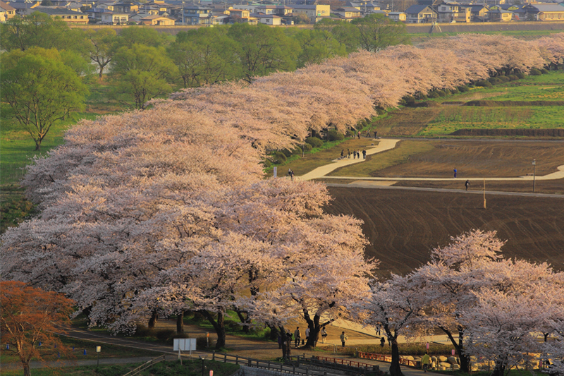 北上展勝地・桜(岩手)
