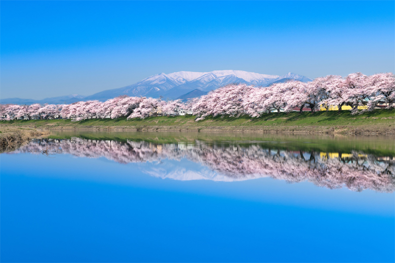 白石川堤一目千本桜（宮城県）