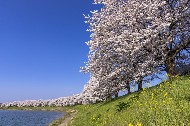 白石川堤一目千本桜（宮城県）