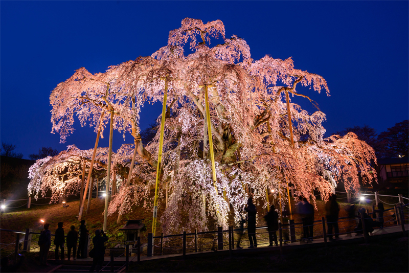 三春の滝桜・夜景（福島）