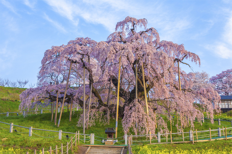 角三春の滝桜・昼（福島）