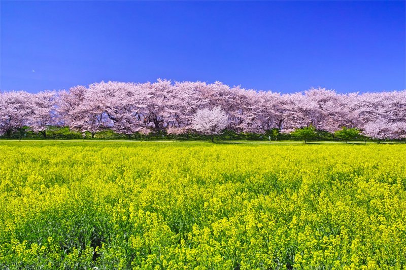 幸手権現堂桜堤(埼玉)