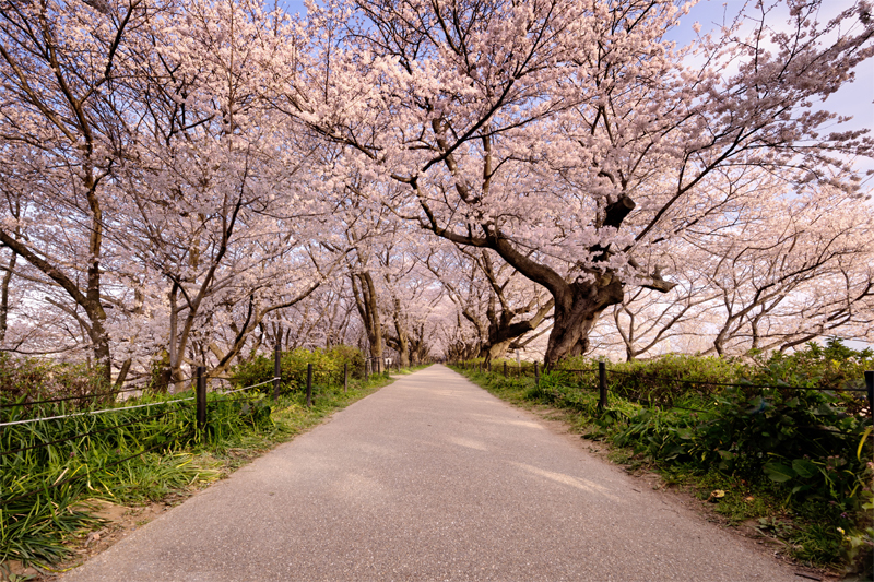 幸手権現堂桜堤(埼玉)