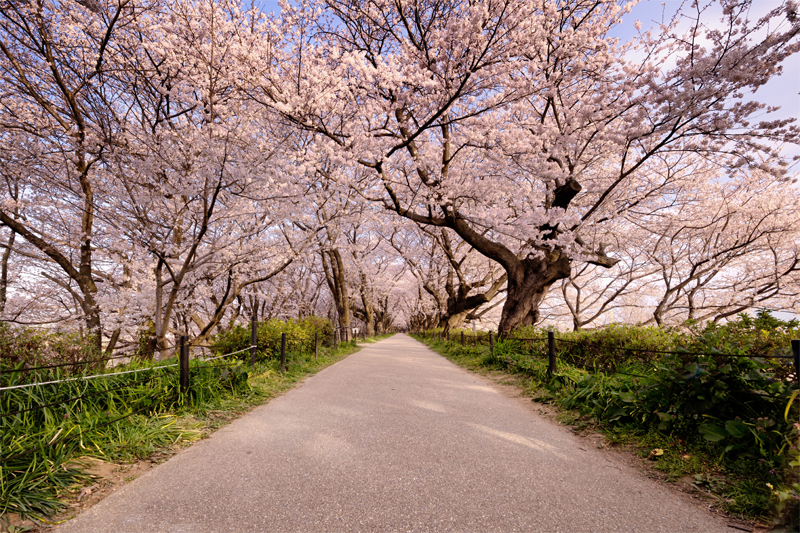 幸手権現堂桜堤（埼玉）