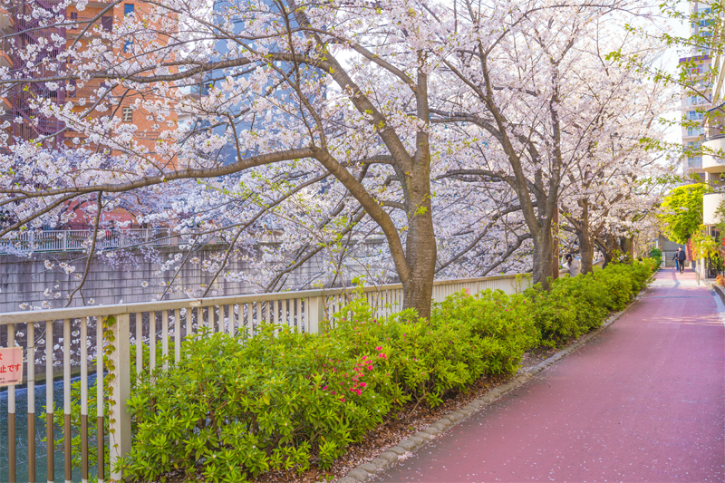 目黒川・桜（東京）