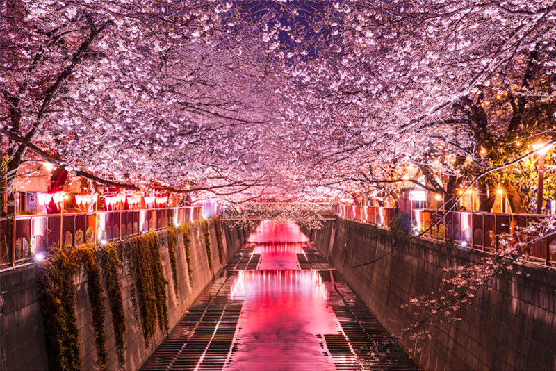 目黒川・桜(東京)