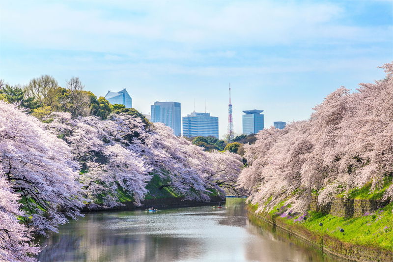 千鳥ヶ淵・桜（東京）