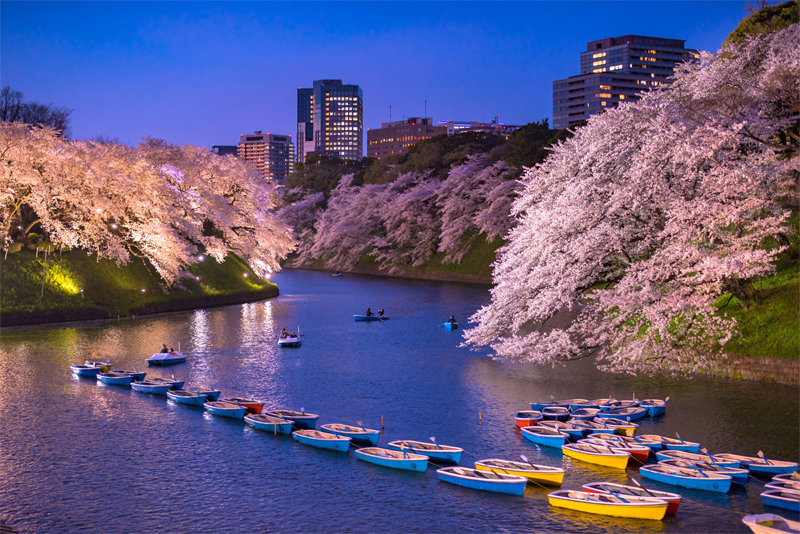 千鳥ヶ淵・桜(東京)
