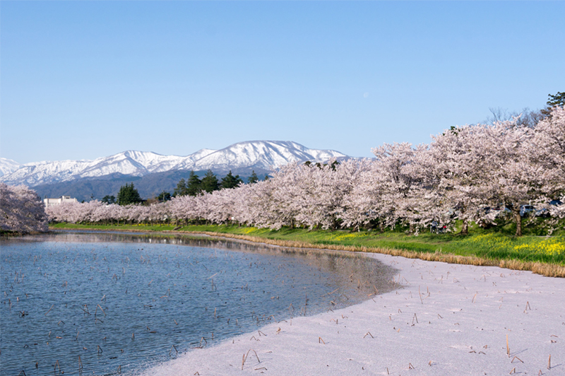 高田城址公園・昼・桜(新潟)