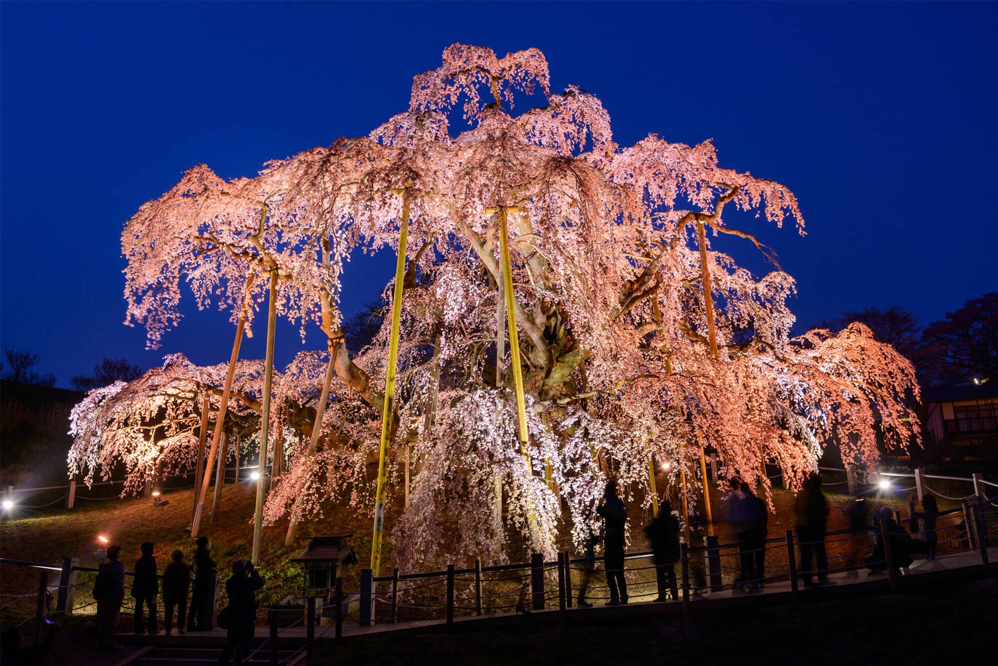 滝 予想 開花 三春 2021 桜