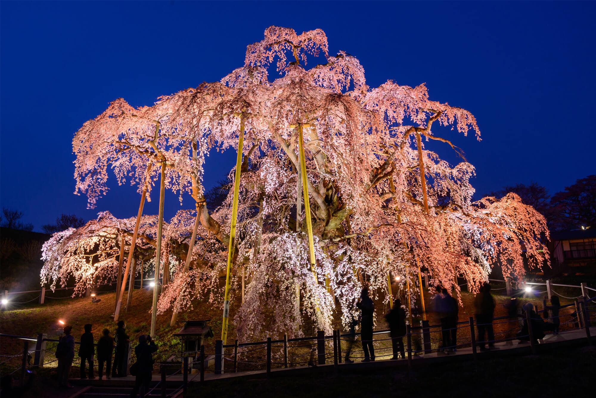 滝 予想 開花 三春 2021 桜