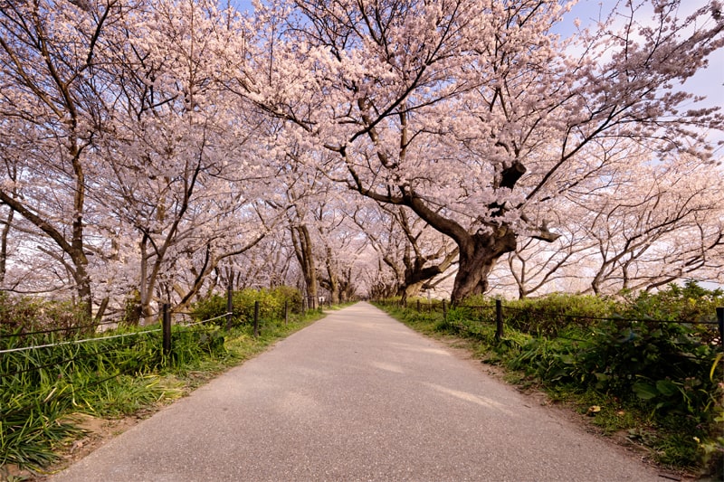 埼玉県 幸手権現堂桜堤