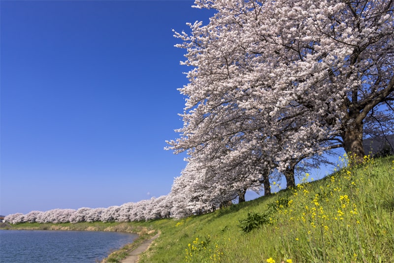 宮城県　白石川堤一目千本桜