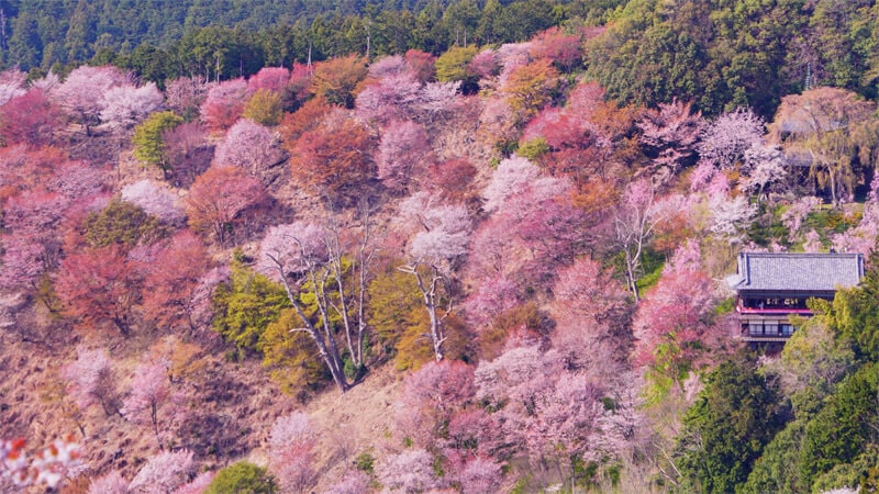 吉野山千本桜