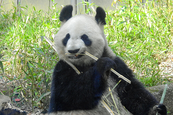 神戸市立王子動物園 パンダ